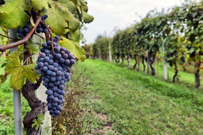 All Inclusive Pompeii, Vesuvius, wine tasting & light lunch - Cantina Del Vesuvio wine tasting and lunch with a local vineyard