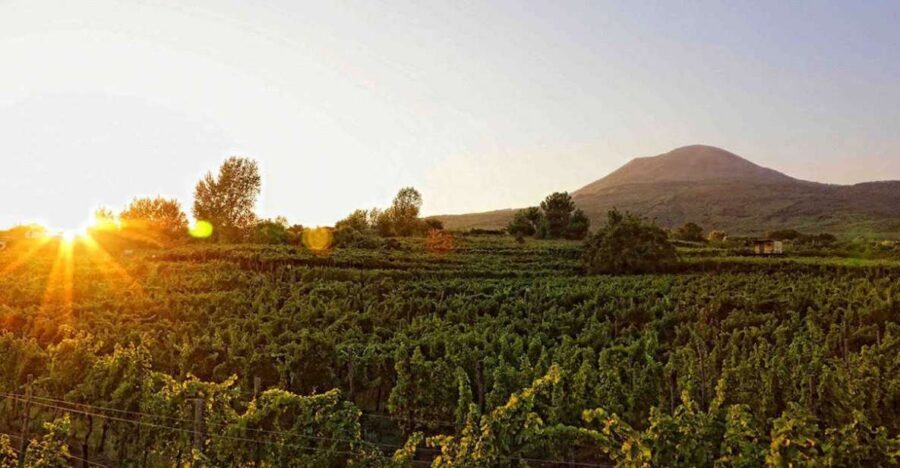 Boscotrecase: Vesuvius Wine Tasting Tour Lunch - Key Highlights You’ll Actually Care About