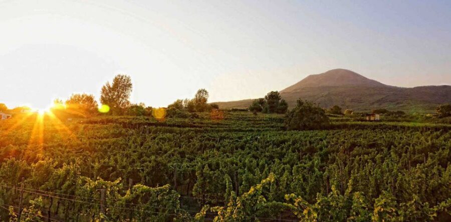 Boscotrecase: Vesuvius Wine Tasting Tour Lunch - Why Vesuvius Wine Feels Different in Boscotrecase