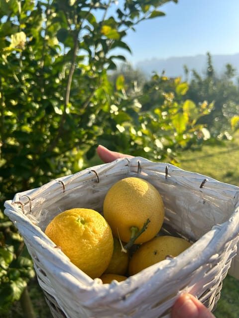 Cooking Class w/Italian Mamma from Pompei! - The garden angle: where fresh ingredients change the taste