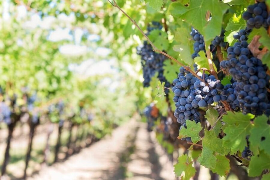 From Sorrento: Pompeii & Mt. Vesuvius Tour with Lunch & Wine - Price and value: what your €-for-this-day budget is buying