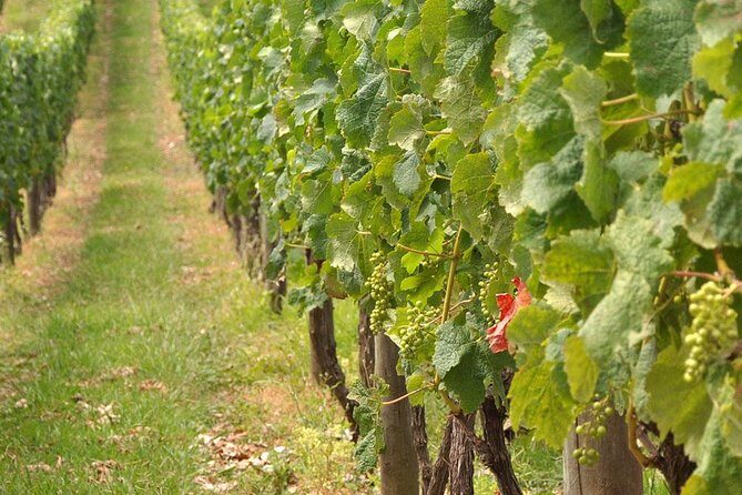 Full Day Small Group Pompeii Tour from Sorrento with Local Wine Tasting - Why Pompeii from Sorrento is worth doing this way