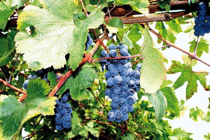 Full Day Small Group Pompeii Tour from Sorrento with Local Wine Tasting - How the guide experience shapes your day