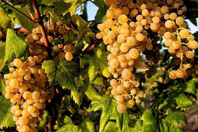 Full Day Small Group Pompeii Tour from Sorrento with Local Wine Tasting - Who this tour is best for