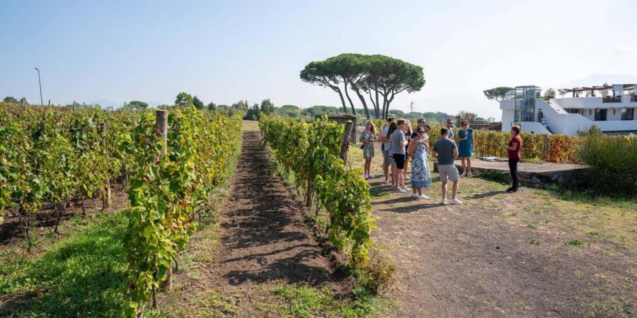 Mount Vesuvius: 5 Wine Tastings with Tour & Lunch Included - The One Drawback to Plan Around: Lunch Pacing