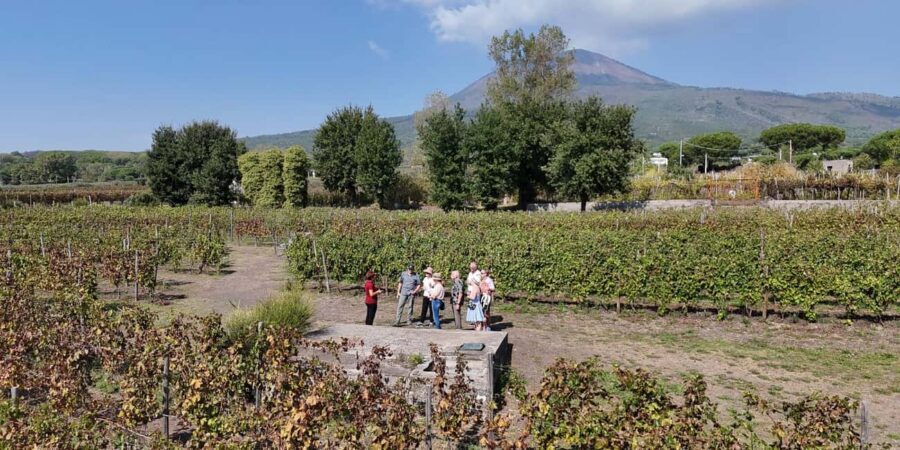 Mount Vesuvius: 5 Wine Tastings with Tour & Lunch Included - Vineyard Walk: Views, Walking Terrain, and Rugged Growing Conditions