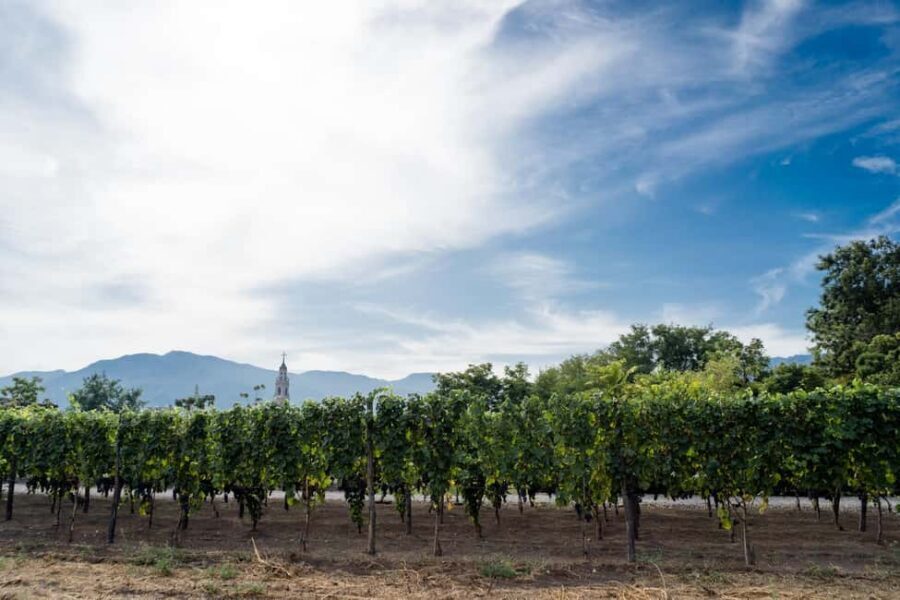 Mount Vesuvius Wine Tasting and Lunch from Pompeii - From Pompeii Scavi to the winery: where you meet and what the route feels like