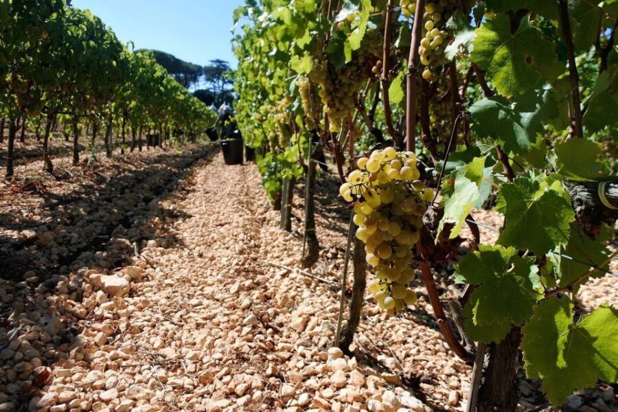 Mount Vesuvius Wine Tour with Tastings and Lunch - Vineyard Slopes, Gulf Views, and the Vesuvius Slow Moment