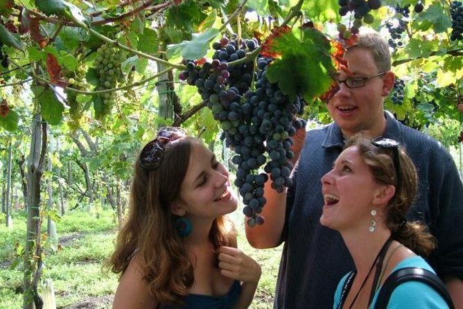 Mt. Vesuvius Wine Tasting and Lunch Experience from Pompeii - Price check: what $102.25 is buying you