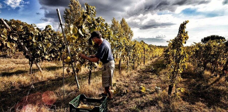 Naples: Mount Vesuvius Vineyard Tour w/ Lunch & Wine Tasting - Key Things to Know Before You Go
