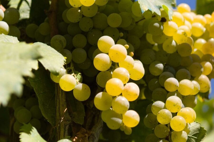 Naples: Mount Vesuvius Vineyard Tour w/ Lunch & Wine Tasting - Walking the Vineyard Slopes: What You Actually See and Learn