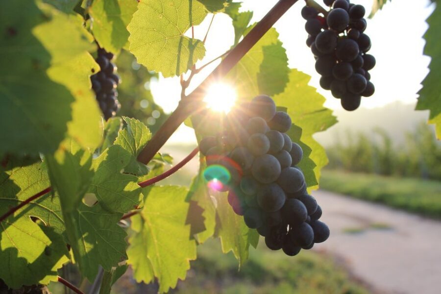 Naples: Mount Vesuvius Vineyard Tour w/ Lunch & Wine Tasting - Guide Style: What Makes Helen and Paulo Stand Out
