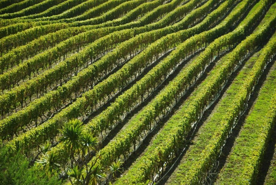Naples: Mount Vesuvius Vineyard Tour w/ Lunch & Wine Tasting - Getting to Azienda Vinicola Sorrentino: Meeting Point Reality Check