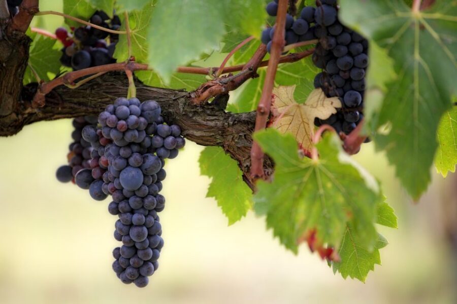 Naples: Vesuvius Half-Day Trip with Lunch and Wine Tasting - Key things I’d circle on your planning list