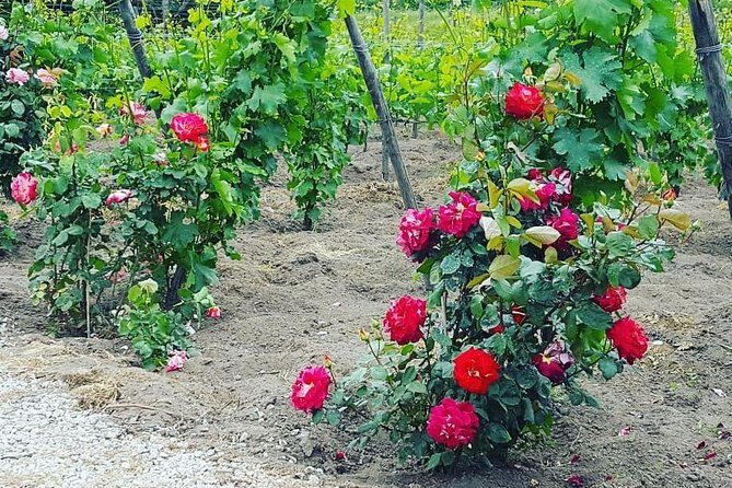 Pompei Archeological site and Wine tasting Experience - Practical Notes That Can Save Your Day