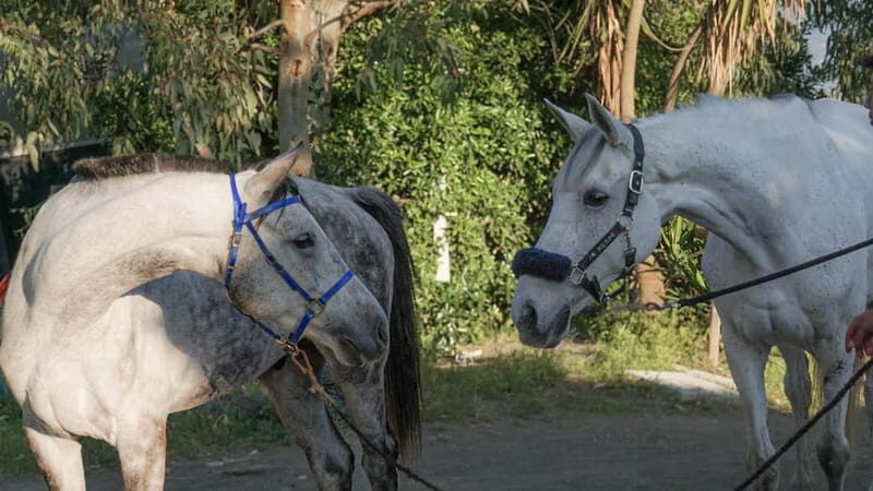 Pompeii: Mount Vesuvius Night Horseback Ride and Italian BBQ - Night on Vesuvius: What You’re Really Booking