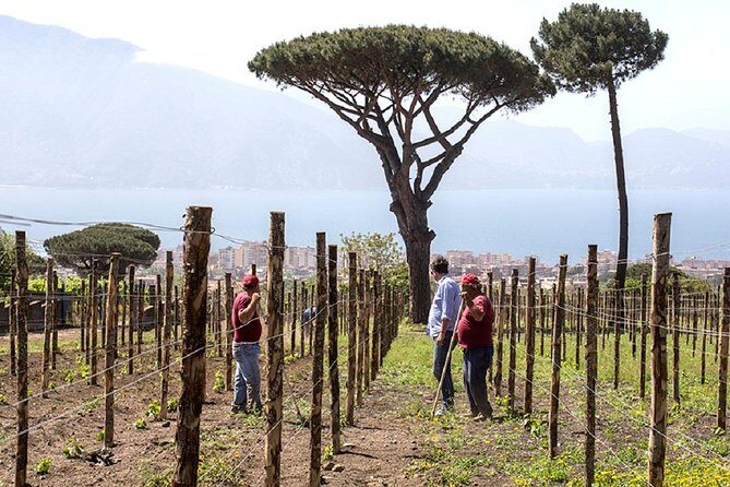 Pompeii Ruins & Wine Tasting with Lunch on Vesuvius with Private Transfer - Wine tastings and food: what’s included (and how to enjoy it)