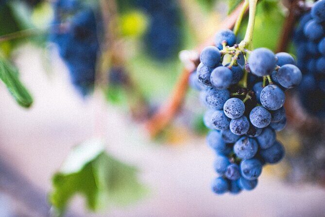 Pompeii, Vesuvius & Wine Tasting - Vesuvius National Park: Time for Views, Not a Marathon