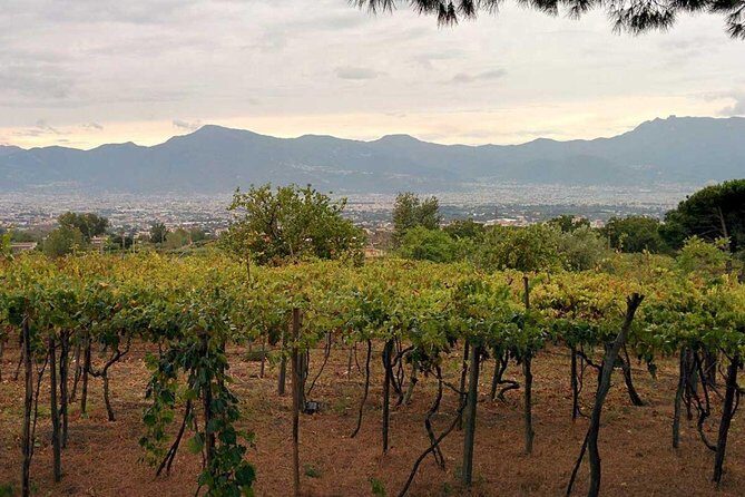 Pompeii & Vesuvius with Lunch & Wine Tasting from Positano - Winery lunch at Vigna delle Rose (Casa Setaro): wine as part of a bigger meal