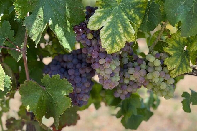 Pompeii & Wine Tasting : Private Day Trip from Naples - A private Pompeii and Vesuvius winery day that actually fits