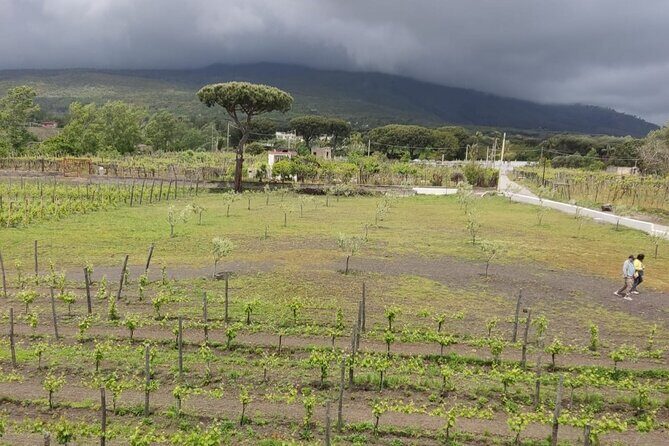Pompeii & Wine Tasting : Private Day Trip from Naples - Campania lunch and a winery tasting near Vesuvius