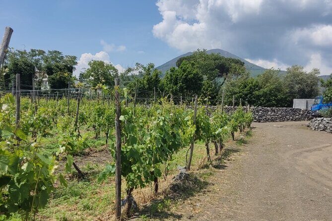 Pompeii & Wine Tasting : Private Day Trip from Naples - Driver-led context: why the names matter