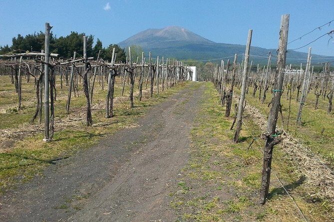 Pompeii-Wine tasting tour from Sorrento, licensed guide included - Cantina del Vesuvio: lunch with a real view and Lacryma Christi