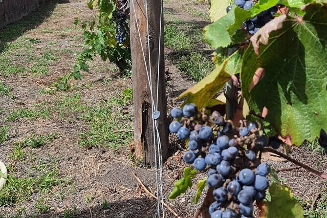 Pompeii & Wine Tour from Sorrento (tickets & lunch not included) - Should you book this Pompeii & wine tour from Sorrento?