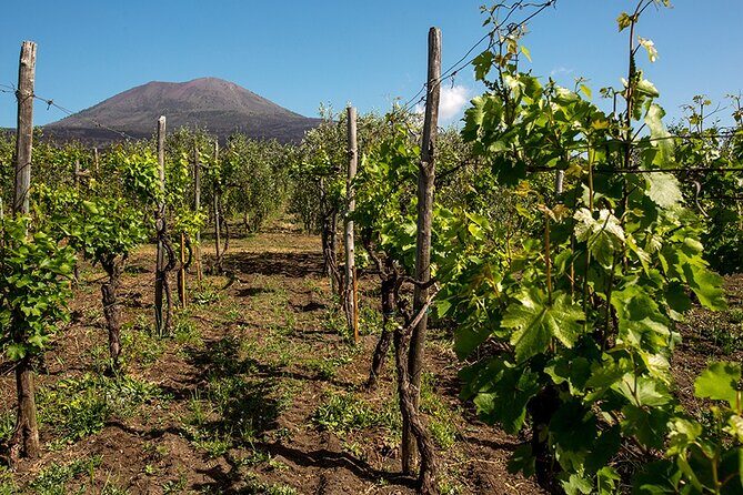 Pompeii with Wine Tasting and Lunch from Naples - Key points before you go
