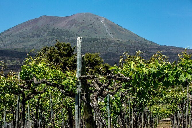 Pompeii with Wine Tasting and Lunch from Naples - Transportation, group size, and comfort tips