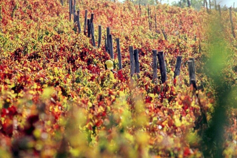 Pompeii with Wine Tasting Private Tour - Price and Value: What $550.50 Per Person Covers
