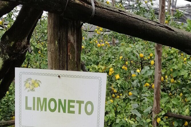 Private day tour: Pompeii, Sorrento and Positano. - Pompeii Archaeological Park: Make Two Hours Count