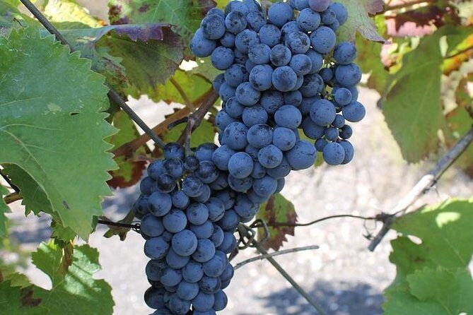 Private day tour to Pompei ,winery, Sorrento from Napoli/Salerno/Amalfi/Positano - Private transportation from Naples, Salerno, and the Amalfi Coast