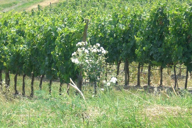 Private day tour to Pompei ,winery, Sorrento from Napoli/Salerno/Amalfi/Positano - Price and value at about $414.86 per person