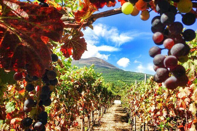 Private Pompeii and Vesuvius with Wine Tasting and Full Tickets - Vesuvius National Park: gravel climb, volcanologist talk, and crater views