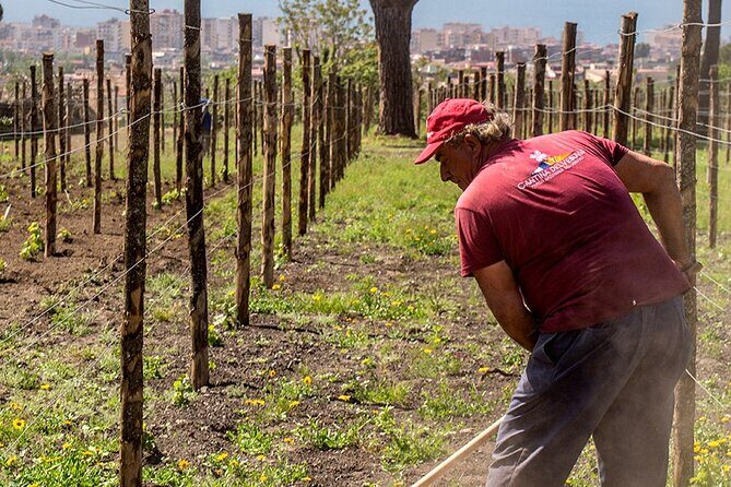 Private Pompeii Tour with Wine Tasting Experience - Back to Sorrento: Turning Off Planning Mode for 1.5 Hours
