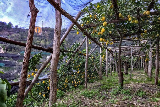 Private Tour: The Path of the Lemons - Price and value: is $155 per person worth it?