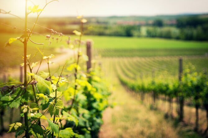 Scenic Wine Tasting & Lunch on the Slopes of Vesuvius from Naples - Getting to the Winery: Naples Pickup and the Drive Reality