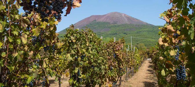Vesuvius & Vineyard select from Sorrento - What You’re Really Buying With a Vesuvius + Vineyard Day