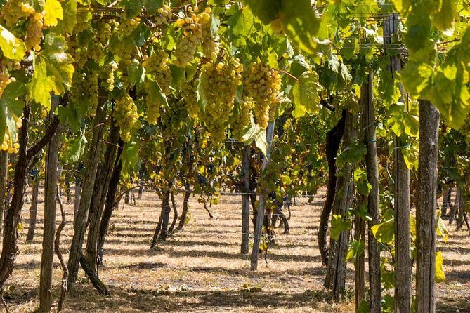 Vesuvius & Vineyard select from Sorrento - Guides, Group Size, and How to Get the Best Version of This Day