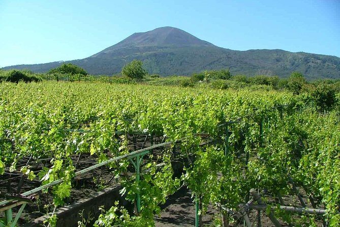Vesuvius & Vineyard select from Sorrento - Price and Value: Is $122.70 Fair for This Much Included?
