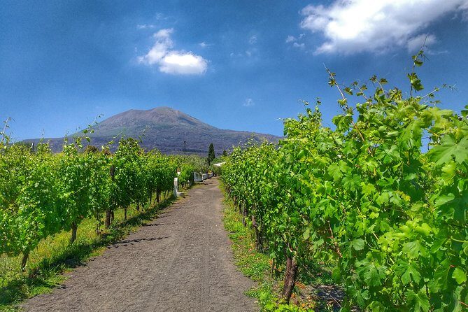 Vesuvius & Vineyard select from Sorrento - Practical Tips That Actually Help on This Tour