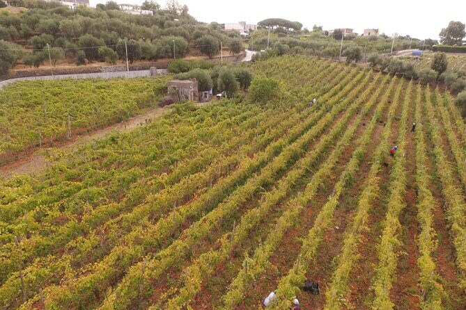 Vesuvius wine tasting with company tour - The Historic Cellar Linked to the Eruption of 1037